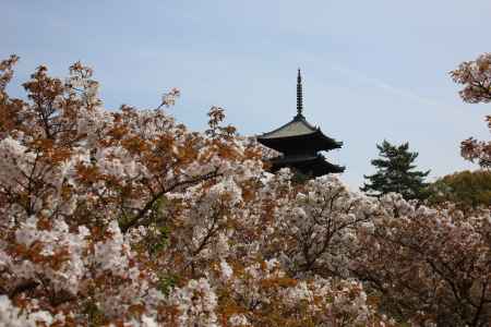 仁和寺 御室桜8