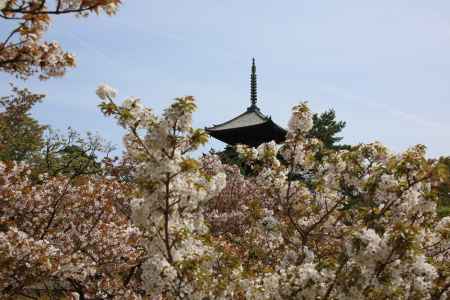 仁和寺 御室桜9