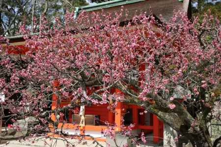 北野天満宮 地主社前の紅梅