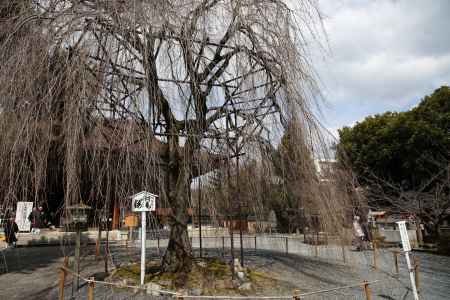 千本釈迦堂 阿亀桜