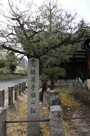 本法寺 光悦手植えの松