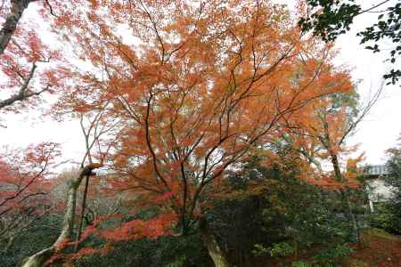 霊鑑寺20