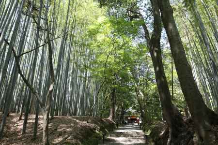 地蔵院 (竹の寺)6