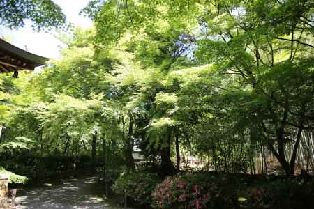 地蔵院 (竹の寺)16