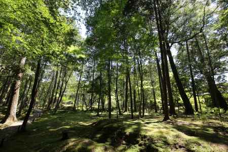 西方寺 (苔寺)37