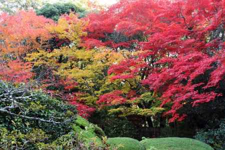 秋の詩仙堂　様々な色の楓