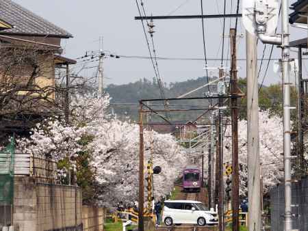 嵐電線路沿いの桜