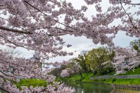 伏見の濠川と桜