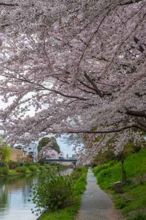 伏見の濠川と桜