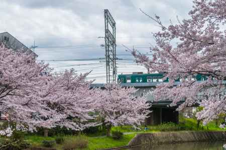 伏見の濠川沿いの桜と電車