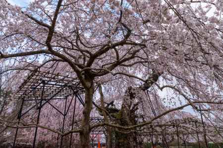 上賀茂神社の御所桜