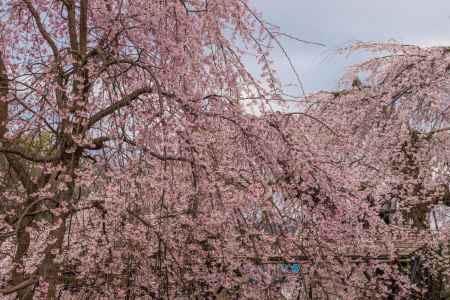 上賀茂神社の御所桜