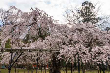 上賀茂神社の御所桜1