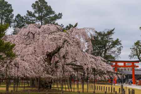 上賀茂神社の御所桜と鳥居