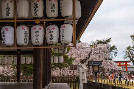 上賀茂神社の御所舎、御所桜、鳥居