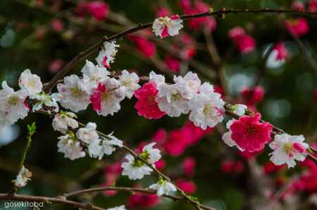 上賀茂神社の源平枝垂れ桃