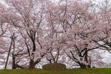 背割堤の桜並木を見上げる