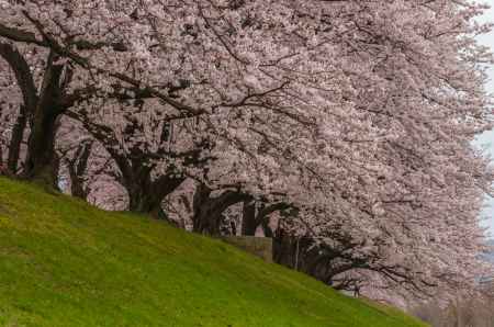 背割堤の桜の壁