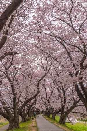 背割堤の遊歩道は桜のトンネルに
