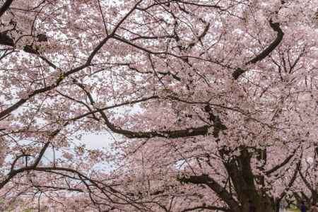 背割堤の桜