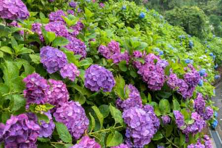 雨の善峯寺、紫の紫陽花群