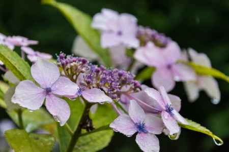 雨の善峯寺、薄紫の額紫陽花