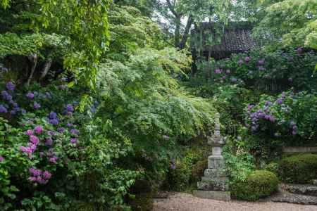 雨の善峯寺、多宝塔近くの紫陽花