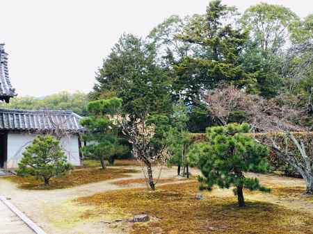 随心院　参道の緑と梅