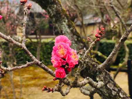 随心院　可愛げな梅