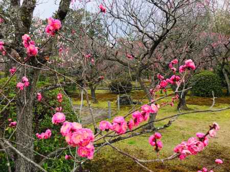 随心院　梅の妖精