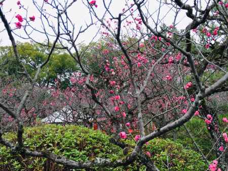 随心院　慎ましく咲く