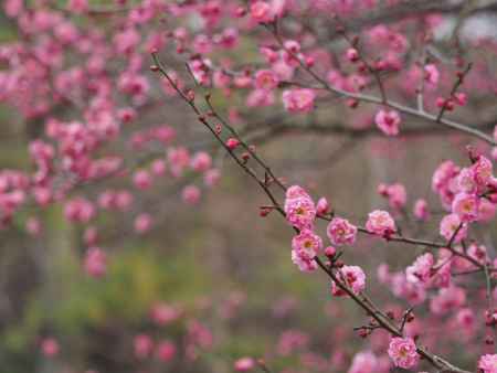 京都御苑、早咲きの梅２