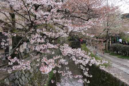 桜咲く哲学の道　①