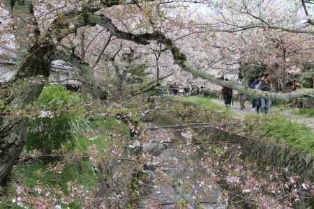 桜咲く哲学の道　②