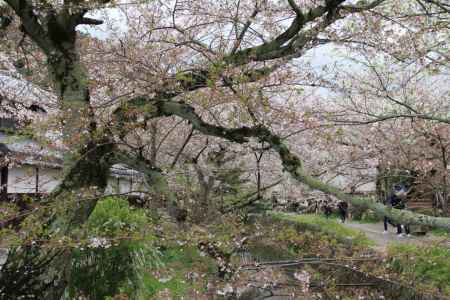 桜咲く哲学の道　③