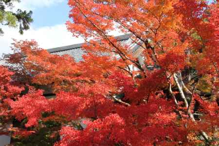 紅葉の永観堂　②