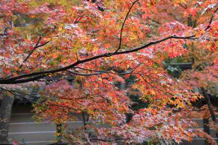 紅葉の永観堂　⑦