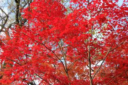 紅葉の永観堂　⑯