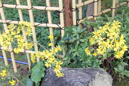 野に咲く「ツワブキ」の花　①