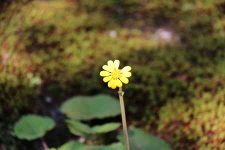 維新の道 花