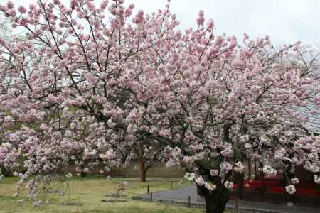 醍醐寺の桜　②