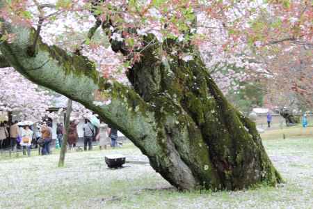 醍醐寺の桜　④