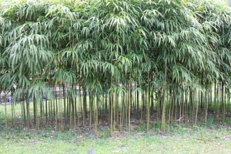 醍醐寺の竹林　⑤