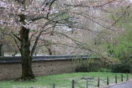 醍醐寺の桜　⑦