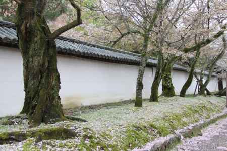 醍醐寺の桜　⑧