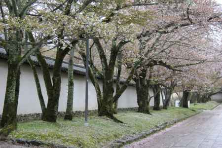 醍醐寺の桜　⑨