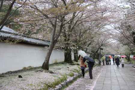 醍醐寺の桜　⑩