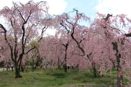 京都府立植物園　④