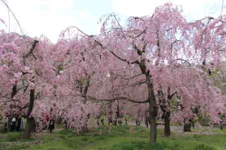 京都府立植物園　⑥