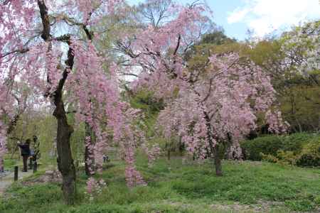 京都府立植物園　⑦